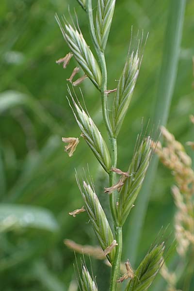 Lolium multiflorum \ Italienisches Weidelgras / Italian Rye-Grass, D Rauenberg 29.5.2022