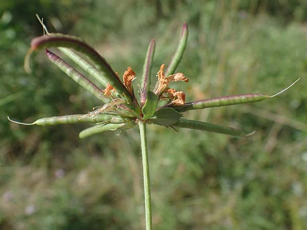 Lotus pedunculatus \ Sumpf-Hornklee / Greater Bird's-Foot Trefoil, D Wald-Michelbach 14.8.2022