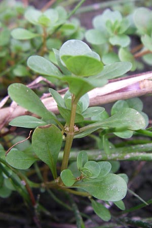 Lythrum portula \ Sumpfquendel / Water Purslane, D Hassloch 30.7.2008