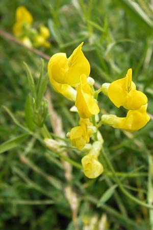 Lathyrus pratensis \ Wiesen-Platterbse, D Groß-Umstadt 29.6.2013