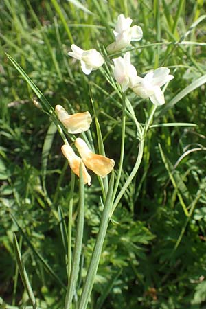 Lathyrus pannonicus subsp. collinus \ Hgel-Platterbse / Hungarian Pea, D Tübingen 7.5.2016