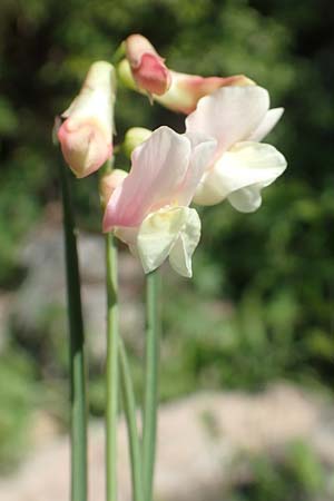 Lathyrus pannonicus subsp. collinus \ Hgel-Platterbse / Hungarian Pea, D Tübingen 7.5.2016