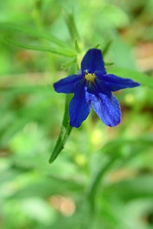 Lithospermum purpurocaeruleum \ Blauroter Steinsame / Purple Gromwell, D Werbachhausen 4.6.2016