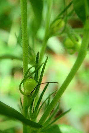 Lithospermum purpurocaeruleum / Purple Gromwell, D Werbachhausen 4.6.2016