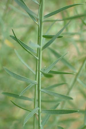 Linum perenne \ Ausdauernder Lein, D Bickenbach 22.7.2016