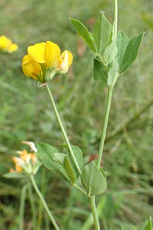 Lotus pedunculatus \ Sumpf-Hornklee / Greater Bird's-Foot Trefoil, D Heidelberg 29.7.2016