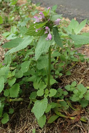 Lamium purpureum \ Rote Taubnessel, D Köln-Zündorf 23.5.2018