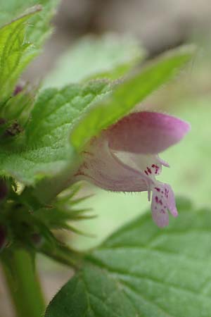 Lamium purpureum \ Rote Taubnessel, D Köln-Zündorf 23.5.2018