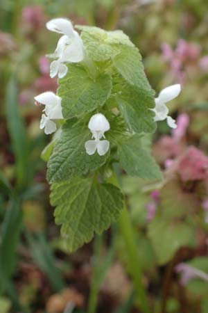 Lamium purpureum \ Rote Taubnessel / Red Dead-Nettle, D Hockenheim 12.4.2019