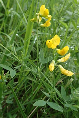 Lathyrus pratensis \ Wiesen-Platterbse / Meadow Vetchling, D Neuleiningen 15.6.2020