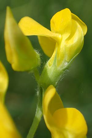 Lathyrus pratensis \ Wiesen-Platterbse / Meadow Vetchling, D Eggenstein-Leopoldshafen 12.6.2021