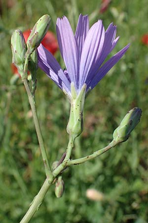 Lactuca perennis \ Blauer Lattich / Blue Lettuce, D Grünstadt-Asselheim 16.6.2021