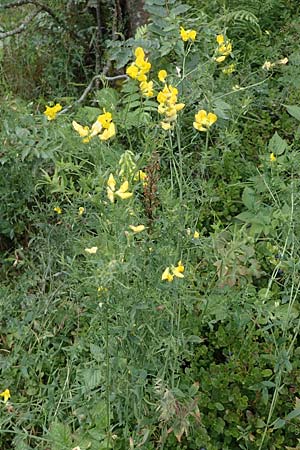 Lathyrus pratensis \ Wiesen-Platterbse, D Schwarzwald, Hornisgrinde 2.8.2021