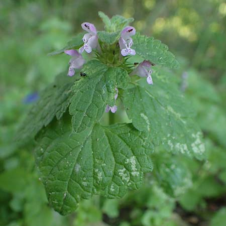 Lamium purpureum \ Rote Taubnessel, D Elmpt 6.9.2021