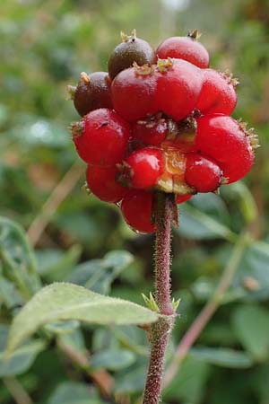 Lonicera periclymenum \ Wald-Geiblatt, D Neumünster, Dosenmoor 16.9.2021