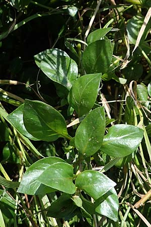 Ludwigia palustris \ Sumpf-Heusenkraut, D Zell am Harmersbach 1.10.2021