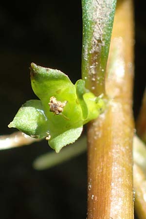 Ludwigia palustris \ Sumpf-Heusenkraut / Hampshire Purslane, D Zell am Harmersbach 1.10.2021