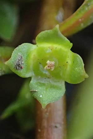 Ludwigia palustris \ Sumpf-Heusenkraut, D Zell am Harmersbach 1.10.2021