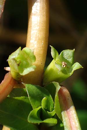 Ludwigia palustris \ Sumpf-Heusenkraut, D Zell am Harmersbach 1.10.2021