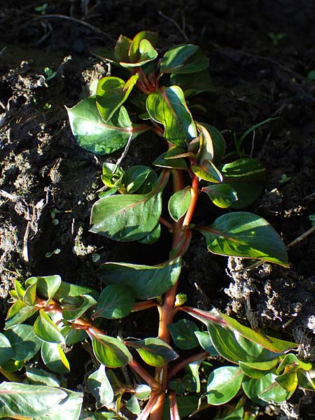 Ludwigia palustris \ Sumpf-Heusenkraut, D Zell am Harmersbach 1.10.2021