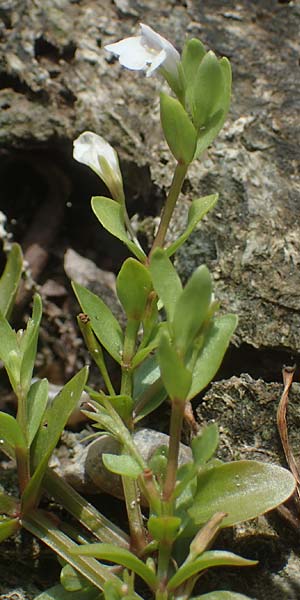 Lindernia dubia \ Amerikanisches Bchsenkraut, Groes Bchsenkraut / Yellowseed False Pimpernel, D Altrip 1.9.2022