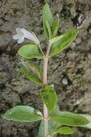 Lindernia dubia \ Amerikanisches Bchsenkraut, Groes Bchsenkraut, D Altrip 1.9.2022