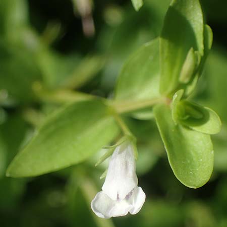 Lindernia dubia \ Amerikanisches Bchsenkraut, Groes Bchsenkraut, D Altrip 1.9.2022