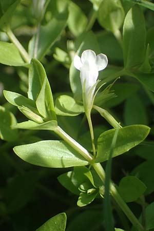 Lindernia dubia \ Amerikanisches Bchsenkraut, Groes Bchsenkraut / Yellowseed False Pimpernel, D Altrip 1.9.2022