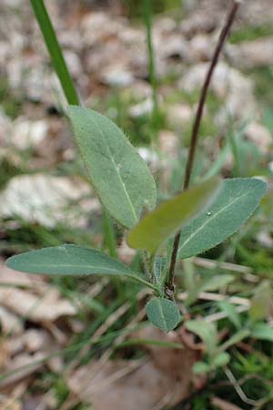 Lonicera periclymenum \ Wald-Geiblatt, D Ostbevern 16.4.2023