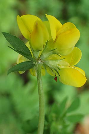 Lotus pedunculatus \ Sumpf-Hornklee / Greater Bird's-Foot Trefoil, D Rhön, Hilders 21.6.2023