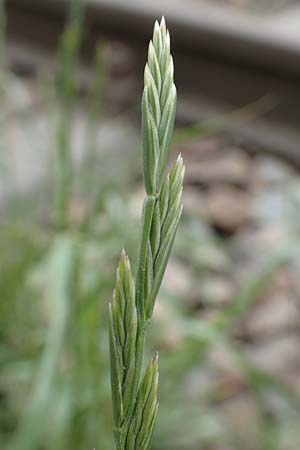 Lolium rigidum \ Steifer Lolch / Annual Rye-Grass, Mediterranean Rye-Grass, D Mannheim 5.5.2019