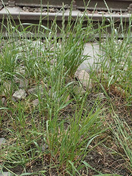 Lolium rigidum \ Steifer Lolch / Annual Rye-Grass, Mediterranean Rye-Grass, D Mannheim 5.5.2019