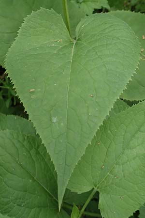 Lunaria rediviva \ Wildes Silberblatt, Wilde Mondviole, D Simmerath-Erkensruhr 9.6.2020