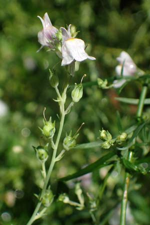 Linaria repens \ Gestreiftes Leinkraut, D Sandhausen 13.8.2021