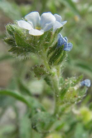 Lappula squarrosa \ Stechender Igelsame, D Botan. Gar.  Universit.  Heidelberg 22.5.2007