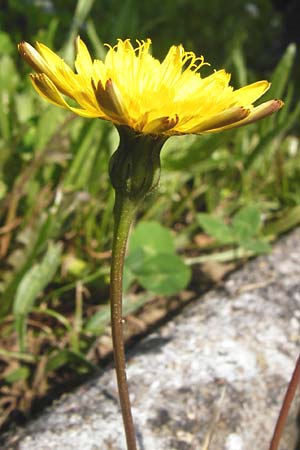 Leontodon saxatilis \ Nickender Lwenzahn / Lesser Hawkbit, Hairy Hawkbit, D Sinsheim 15.5.2015