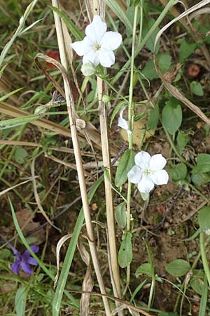 Legousia speculum-veneris \ Gewhnlicher Frauenspiegel, Venusspiegel, D Wiesloch 30.7.2016