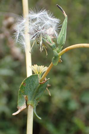 Lactuca serriola \ Kompass-Lattich, Wilder Lattich / Prickly Lettuce, D Lützelbach 17.9.2016