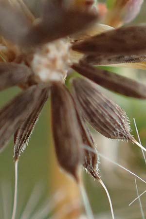 Lactuca serriola \ Kompass-Lattich, Wilder Lattich / Prickly Lettuce, D Lützelbach 17.9.2016