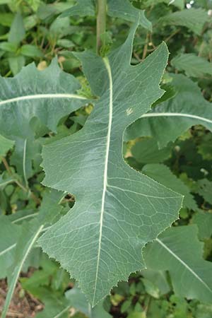 Lactuca virosa / Great Lettuce, D Schriesheim 3.7.2017