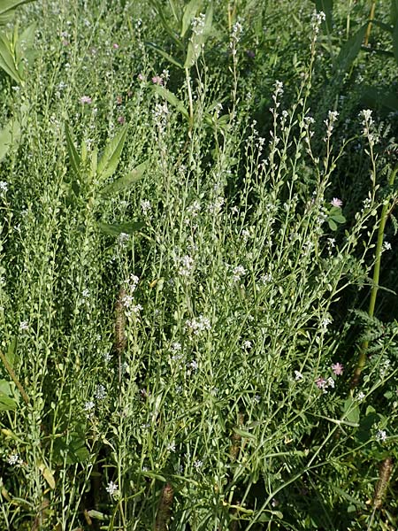 Lepidium sativum \ Garten-Kresse, D Kehl 7.10.2017