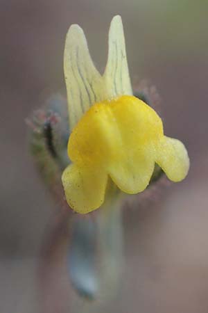 Linaria simplex \ Einfaches Leinkraut / Simple Toadflax, D Kehl 17.4.2021