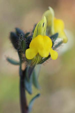 Linaria simplex \ Einfaches Leinkraut / Simple Toadflax, D Kehl 17.4.2021