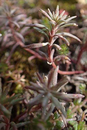 Linaria simplex \ Einfaches Leinkraut, D Kehl 17.4.2021