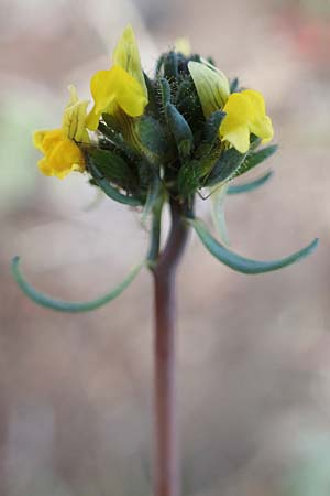 Linaria simplex \ Einfaches Leinkraut / Simple Toadflax, D Kehl 17.4.2021