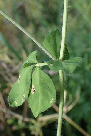 Lotus pedunculatus \ Sumpf-Hornklee / Greater Bird's-Foot Trefoil, D Hunsrück, Börfink 18.7.2022