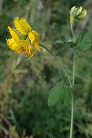 Lotus pedunculatus \ Sumpf-Hornklee / Greater Bird's-Foot Trefoil, D Hunsrück, Börfink 18.7.2022