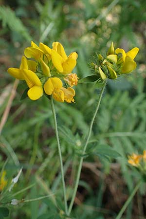 Lotus pedunculatus \ Sumpf-Hornklee / Greater Bird's-Foot Trefoil, D Hunsrück, Börfink 18.7.2022