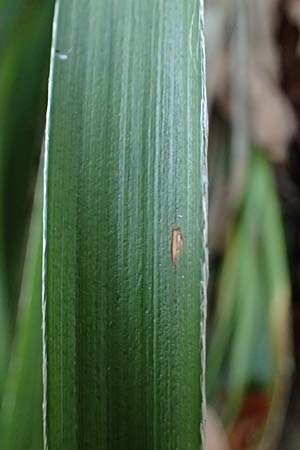 Luzula sylvatica \ Wald-Hainsimse / Great Wood-Rush, D Neckarsteinach 30.10.2022