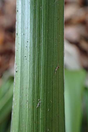 Luzula sylvatica \ Wald-Hainsimse / Great Wood-Rush, D Neckarsteinach 30.10.2022